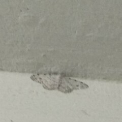 Idaea camparia