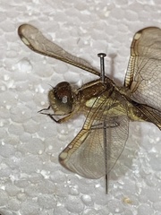 Libellula flavida