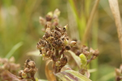 Thecaphora saponariae