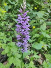 Dactylorhiza