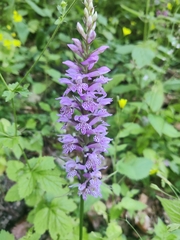 Dactylorhiza