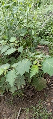 Solanum viarum