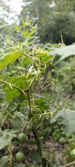 Solanum viarum