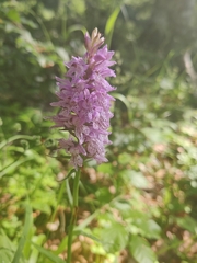 Dactylorhiza