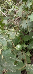 Solanum viarum