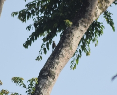 Chloropicus xantholophus