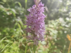 Dactylorhiza
