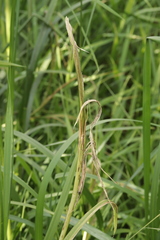 Ustilago filiformis
