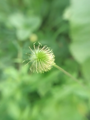 Geum aleppicum