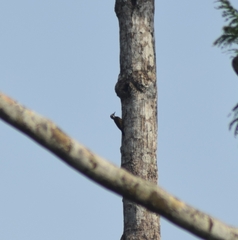 Chloropicus xantholophus