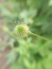 Geum aleppicum