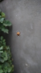 Araneus