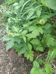 Geum aleppicum