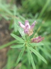 Trifolium lupinaster