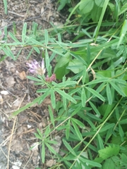 Trifolium lupinaster