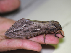 Abantiades argyrosticha