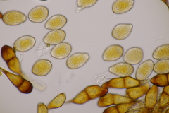 Puccinia graminis
