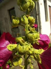 Alcea rosea