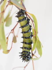 Opodiphthera loranthi