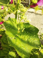 Alcea rosea