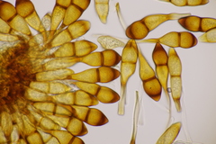 Puccinia graminis
