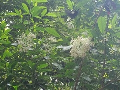 Pavetta hongkongensis