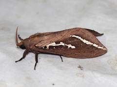 Abantiades argyrosticha