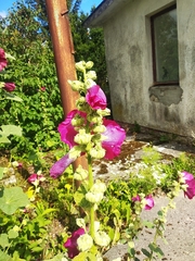 Alcea rosea
