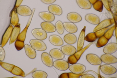 Puccinia graminis