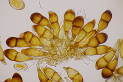 Puccinia graminis