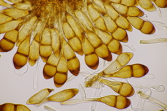 Puccinia graminis