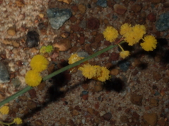 Acacia restiacea