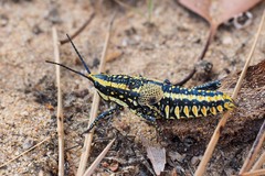 Parastria reticulata