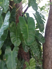 Philodendron burle-marxii