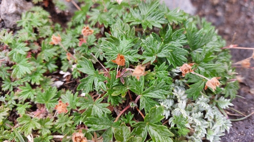 Image of Potentilla vulcanicola by (c) Lena Perova, some rights reserved (CC BY)
