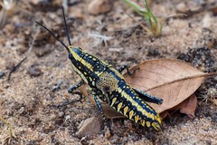 Parastria reticulata