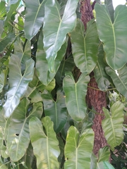 Philodendron burle-marxii