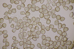 Thecaphora saponariae