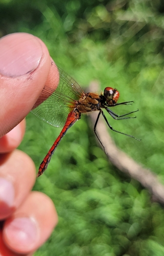 Ruddy Darter photo 2