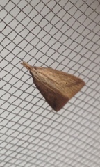 Schoenobiinae