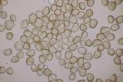 Thecaphora saponariae