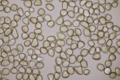 Thecaphora saponariae