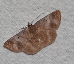Lepidoptera