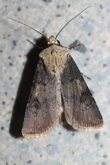 Agrotis puta