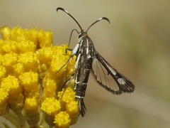 Pyropteron hispanica