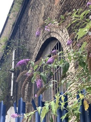 Buddleja davidii
