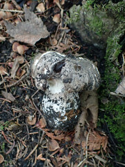 Boletopsis leucomelaena