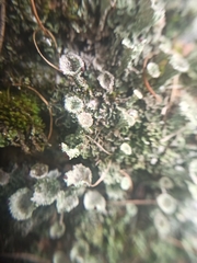Cladonia fimbriata