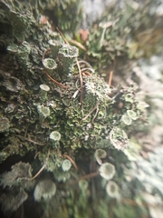 Cladonia fimbriata