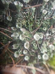 Cladonia fimbriata